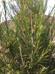Ericameria paniculata