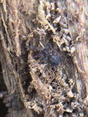 Amaurobius