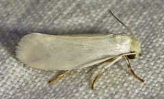Prodoxus decipiens