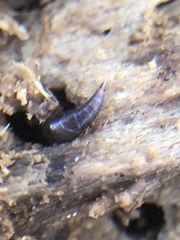 Sepedophilus
