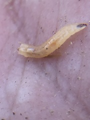 Insecta