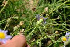 Garuleum schinzii
