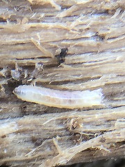 Insecta