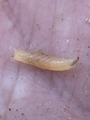 Insecta