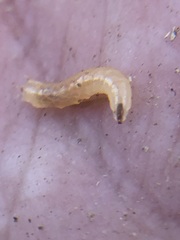 Insecta