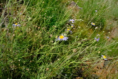 Garuleum schinzii