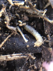 Insecta