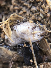 Deroceras