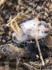 Deroceras