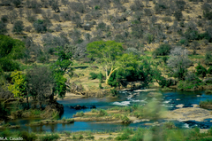 Vachellia xanthophloea