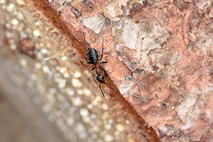 Formica polyctena