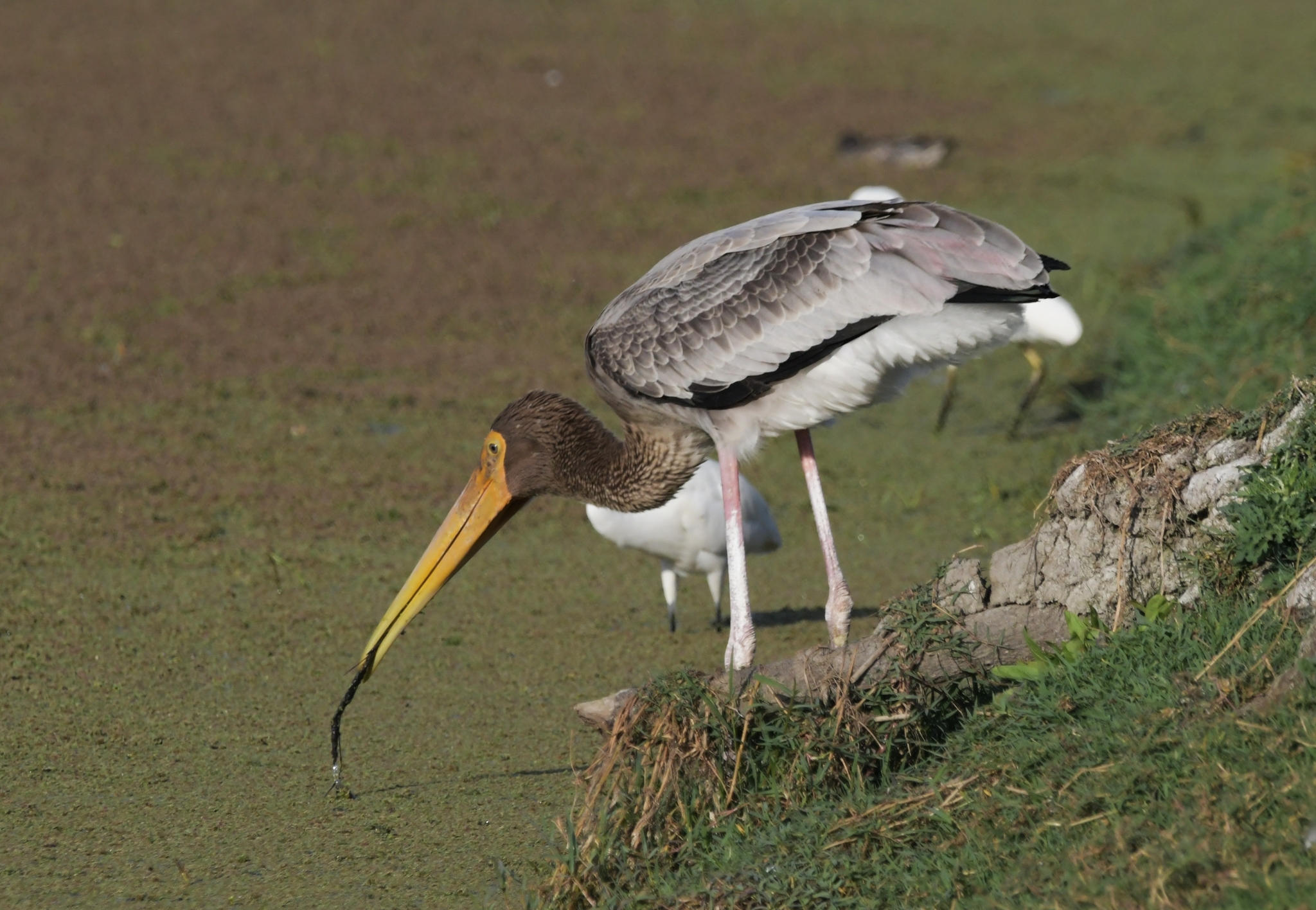 Painted Stork illustration