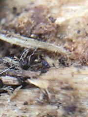 Collembola