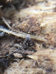 Collembola