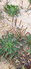 Plantago coronopus