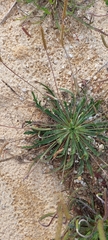 Plantago coronopus