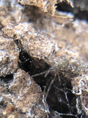 Araneae
