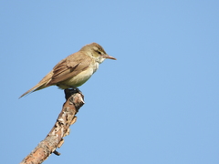 Acrocephalus orientalis