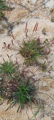 Plantago coronopus