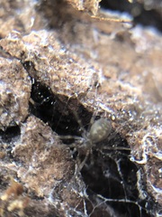 Araneae
