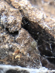 Araneae