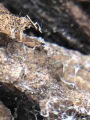 Araneae