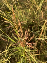 Bothriochloa bladhii