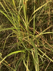 Bothriochloa bladhii