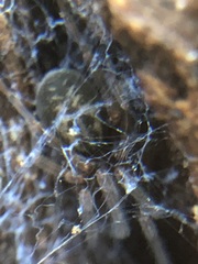 Amaurobius