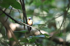 Cyornis rufigastra
