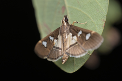 Glyphodes crithealis