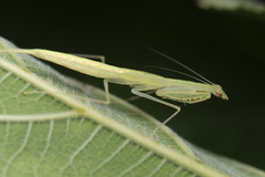 Sinomantis denticulata