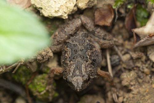 Butler's Chorus Frog, Microhyla butleri