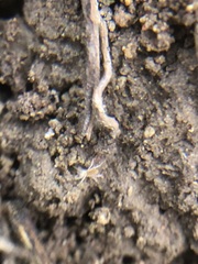 Acariformes