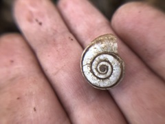 Xerolenta obvia