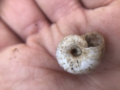 Xerolenta obvia