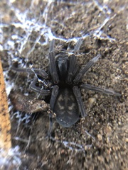 Amaurobius