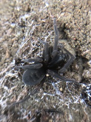 Amaurobius