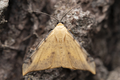 Luxiaria phyllosaria