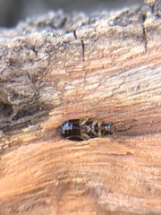 Coleoptera