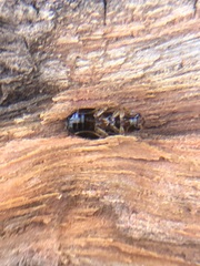 Coleoptera