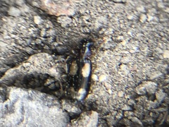 Coleoptera