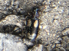 Coleoptera