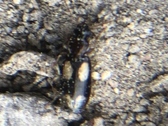 Coleoptera