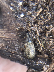 Coleoptera