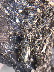 Coleoptera