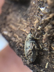 Coleoptera