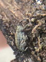 Coleoptera