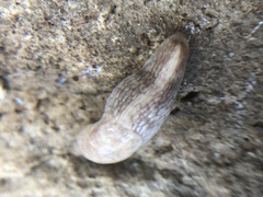 Deroceras