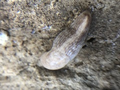 Deroceras